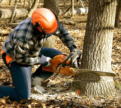 Tree Removal in La Farge, WI